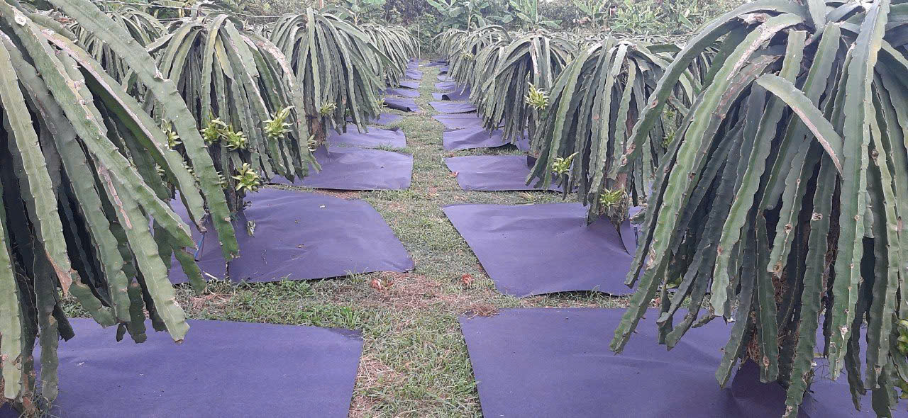 Vải không dệt đa năng