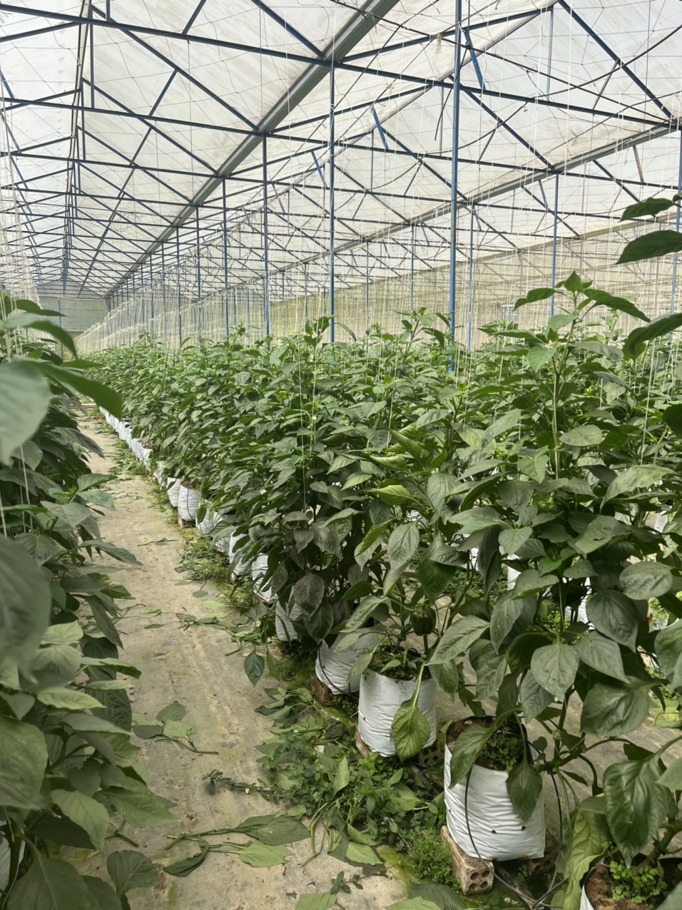 Bạt Nông Nghiệp