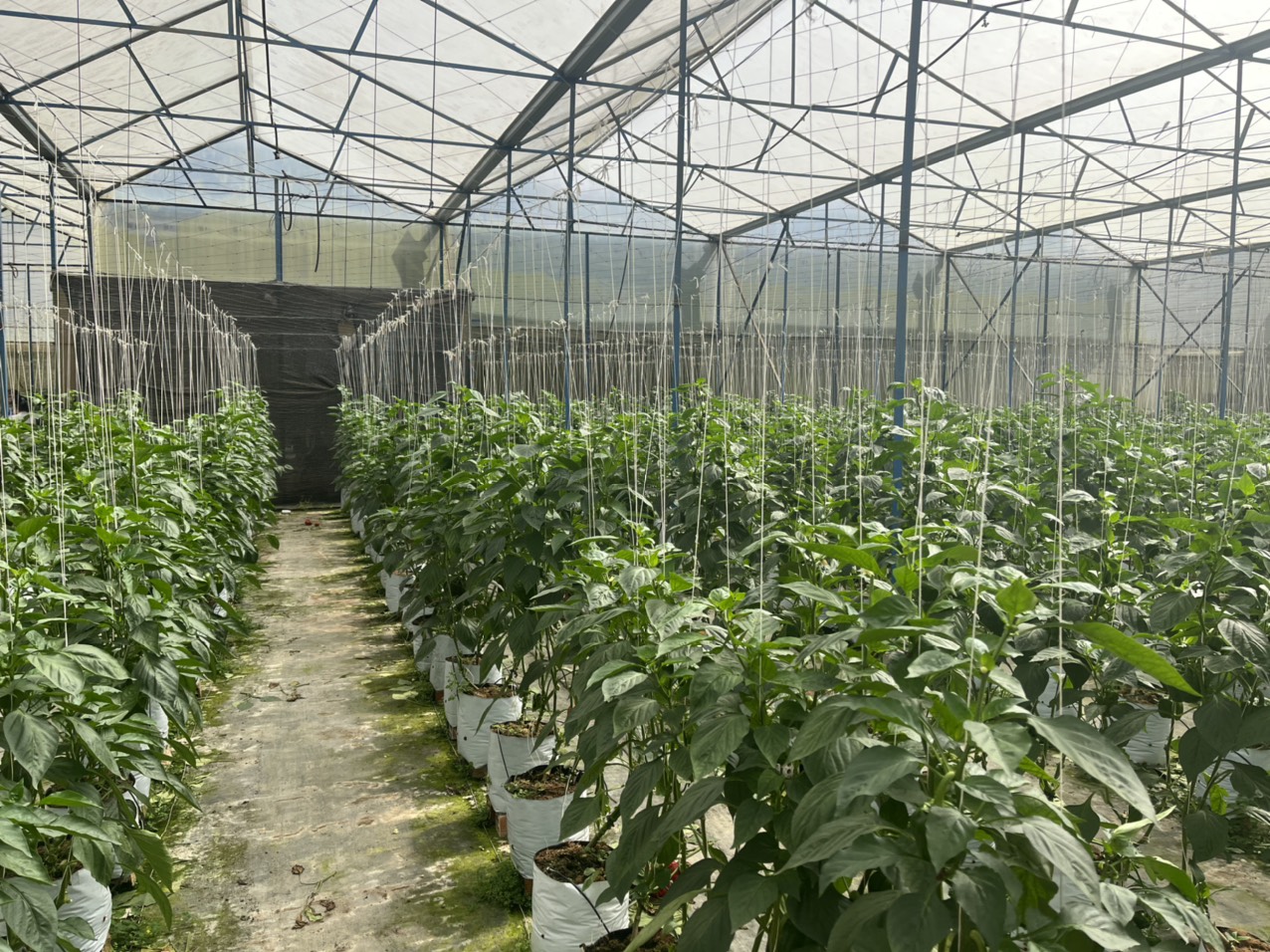 Dự án 6